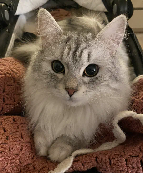 Leia